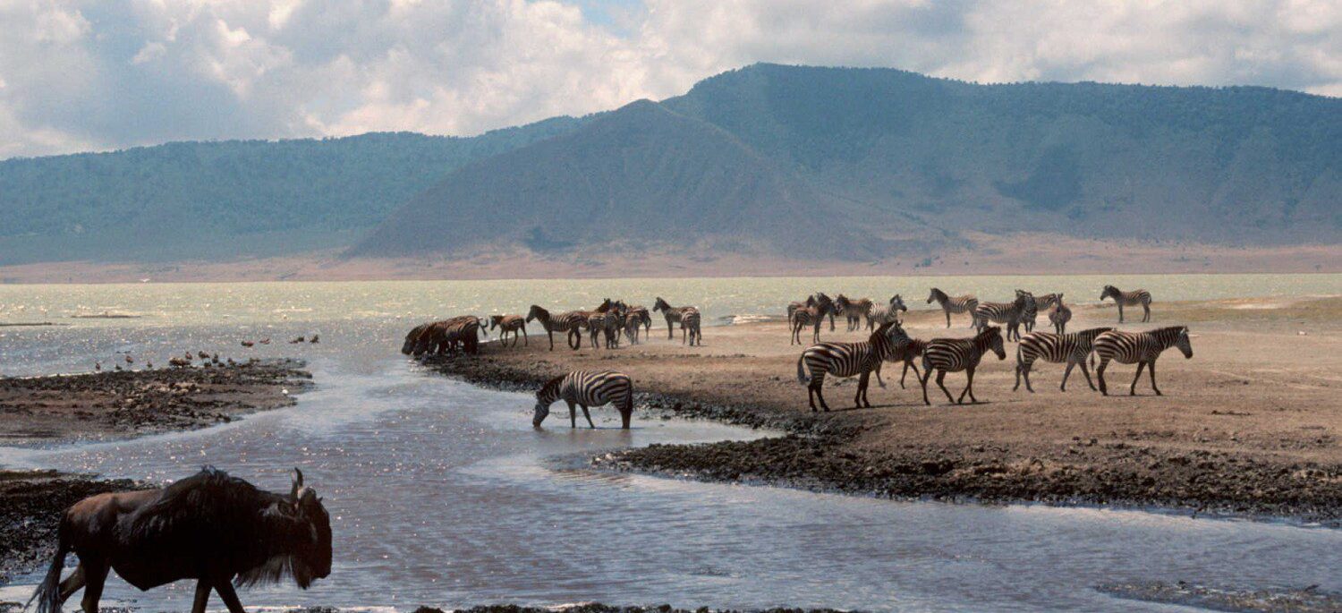 BSSC African Safari to the Serengeti